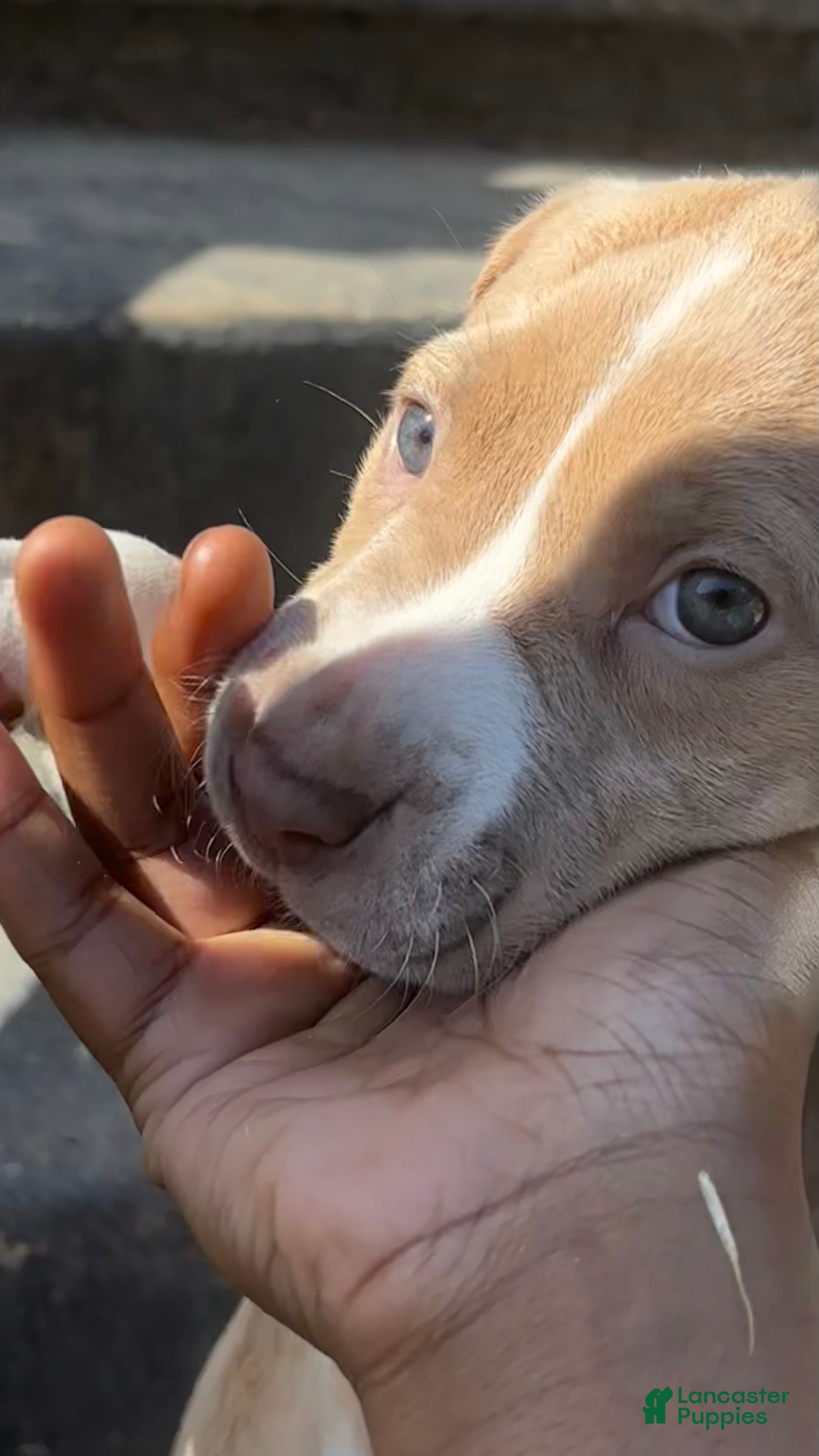 Mixed Breed dogs baby blue - Ad 21