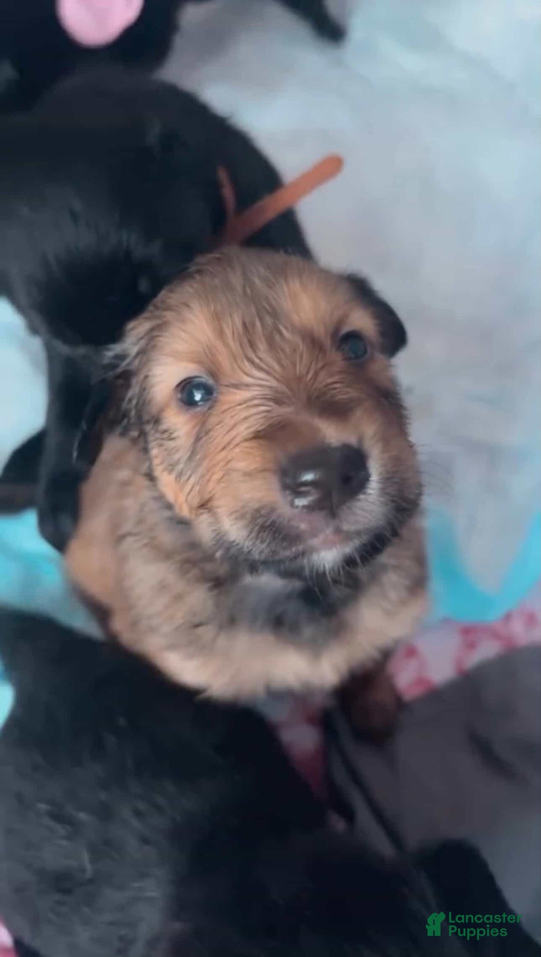 Mixed Breed dogs for sale: Ella - Ad 1