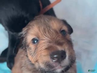 Mixed Breed dogs Ella - Ad 34