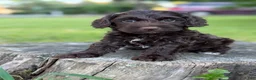 Cockapoo dogs for sale: Nox - Ad 4
