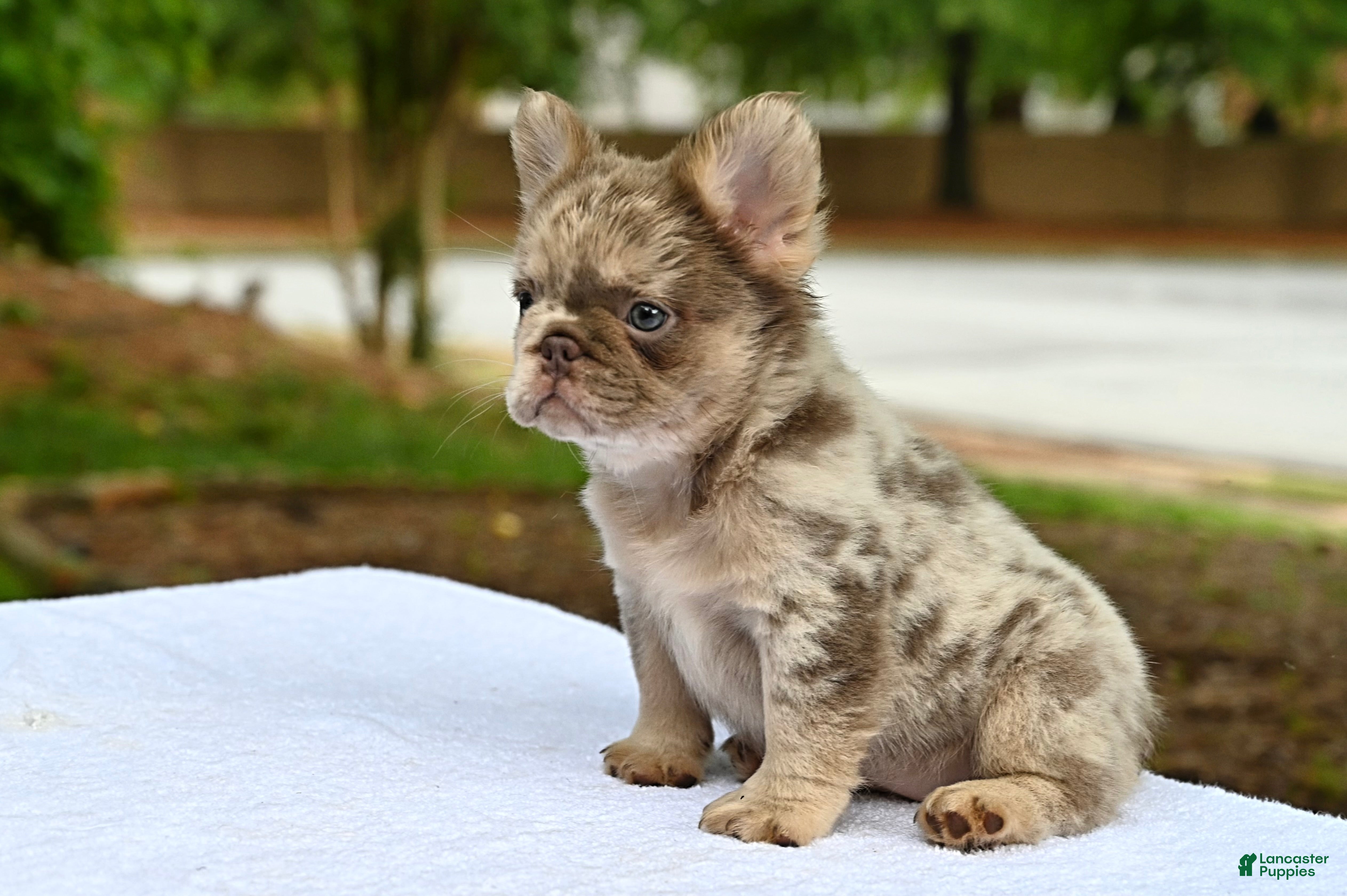 French Bulldog dogs French Bulldog Puppy 2 - Ad 1