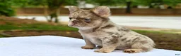 French Bulldog dogs for sale: French Bulldog Puppy 2 - Ad 1