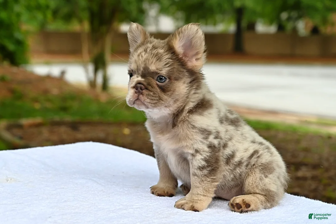 French Bulldog dogs for sale: French Bulldog Puppy 2 - Ad 1