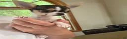 Chihuahua dogs for sale: Female CKC TEACUP - Ad 4