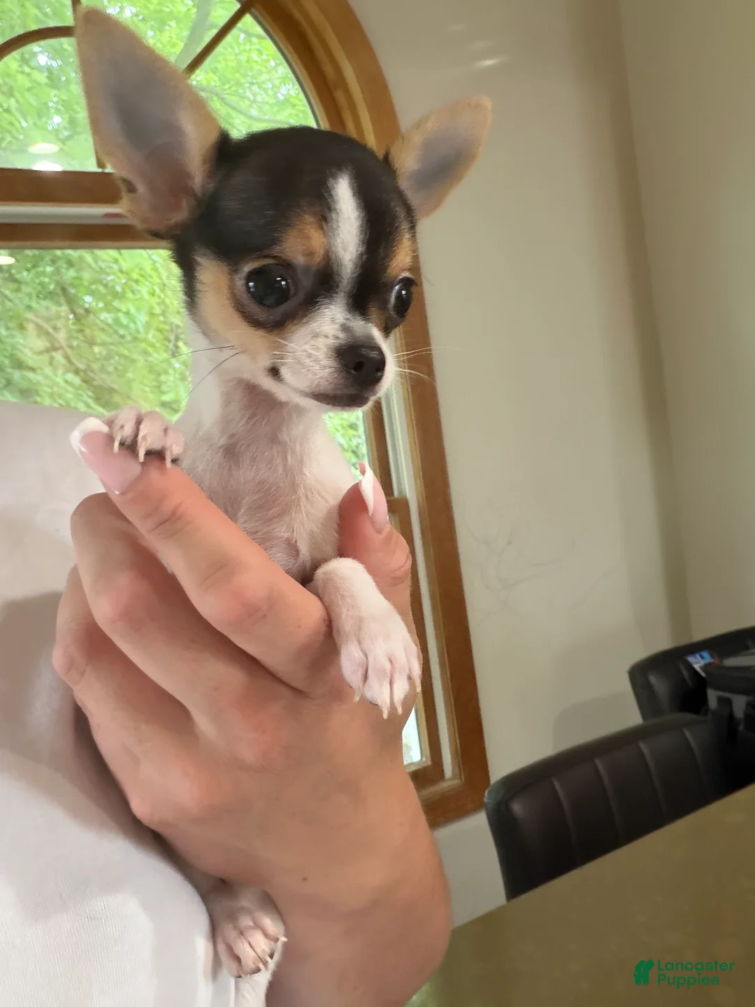 Chihuahua dogs for sale: Female CKC TEACUP - Ad 4