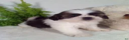 Shih Tzu dogs for sale: Apollo  - Ad 4
