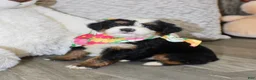 Mini Bernedoodle dogs for sale: Bonnie - Ad 5