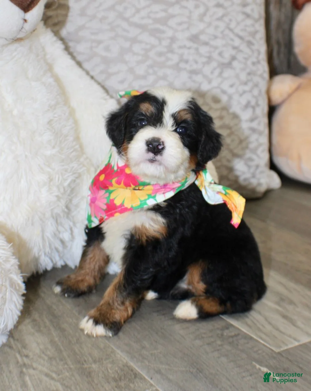 Mini Bernedoodle dogs for sale: Bonnie - Ad 5
