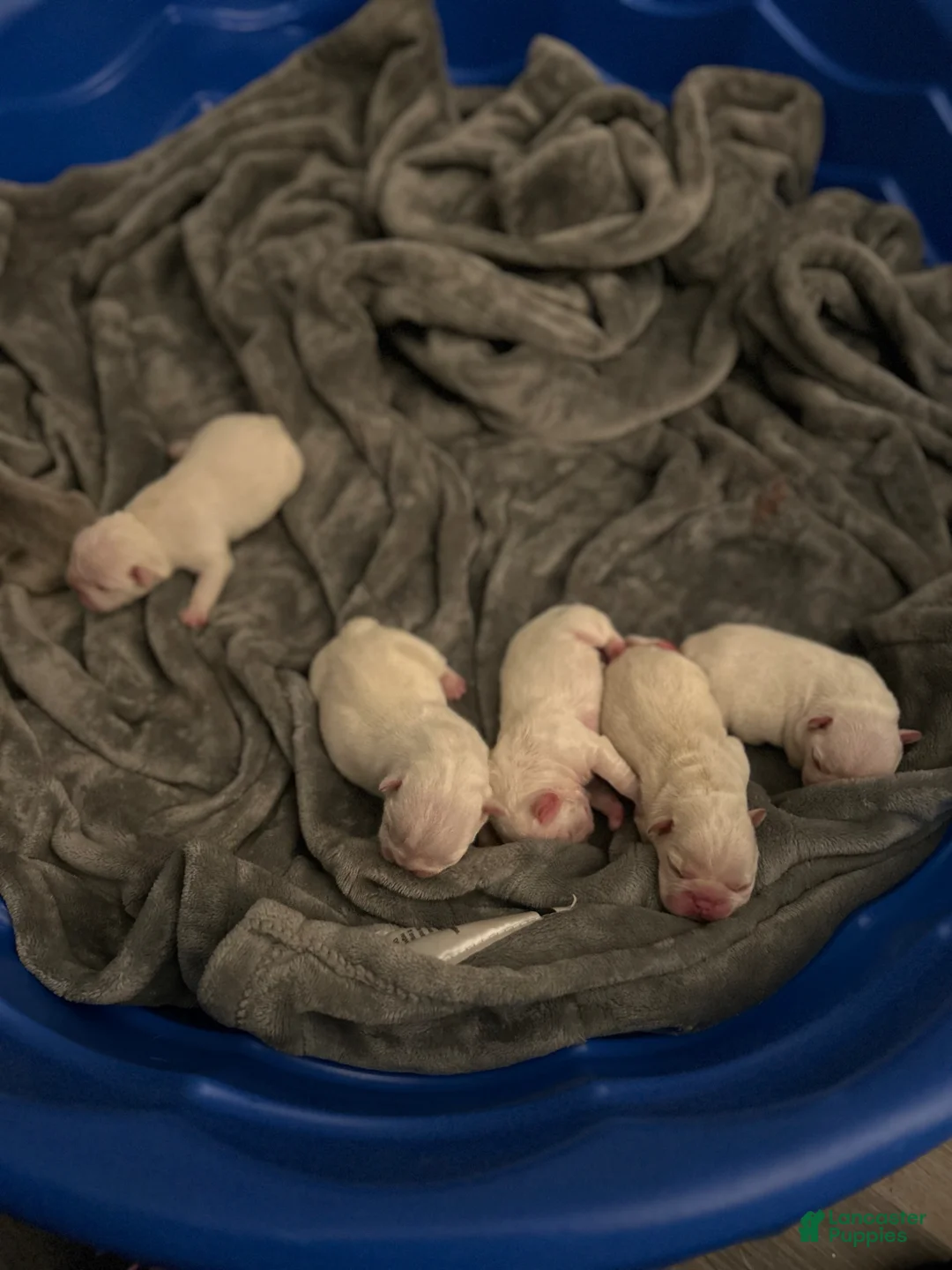 French Bulldog dogs for sale: French Bulldog Puppy 6 - Ad 1