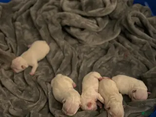 French Bulldog dogs French Bulldog Puppy 6 - Ad 3