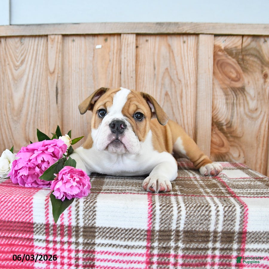 English Bulldog dogs for sale: Moose - Ad 3