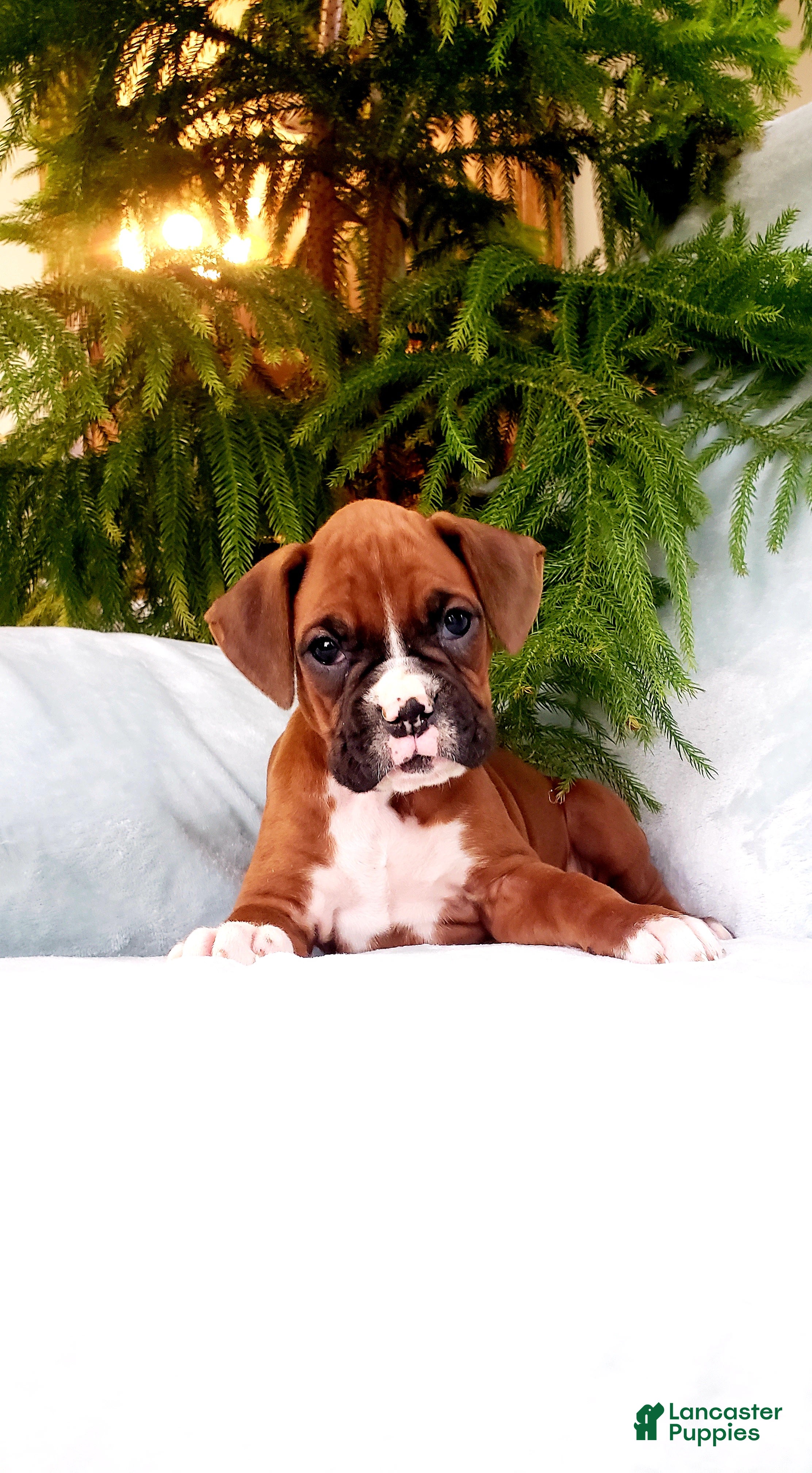Boxer dogs Courtney - Ad 33