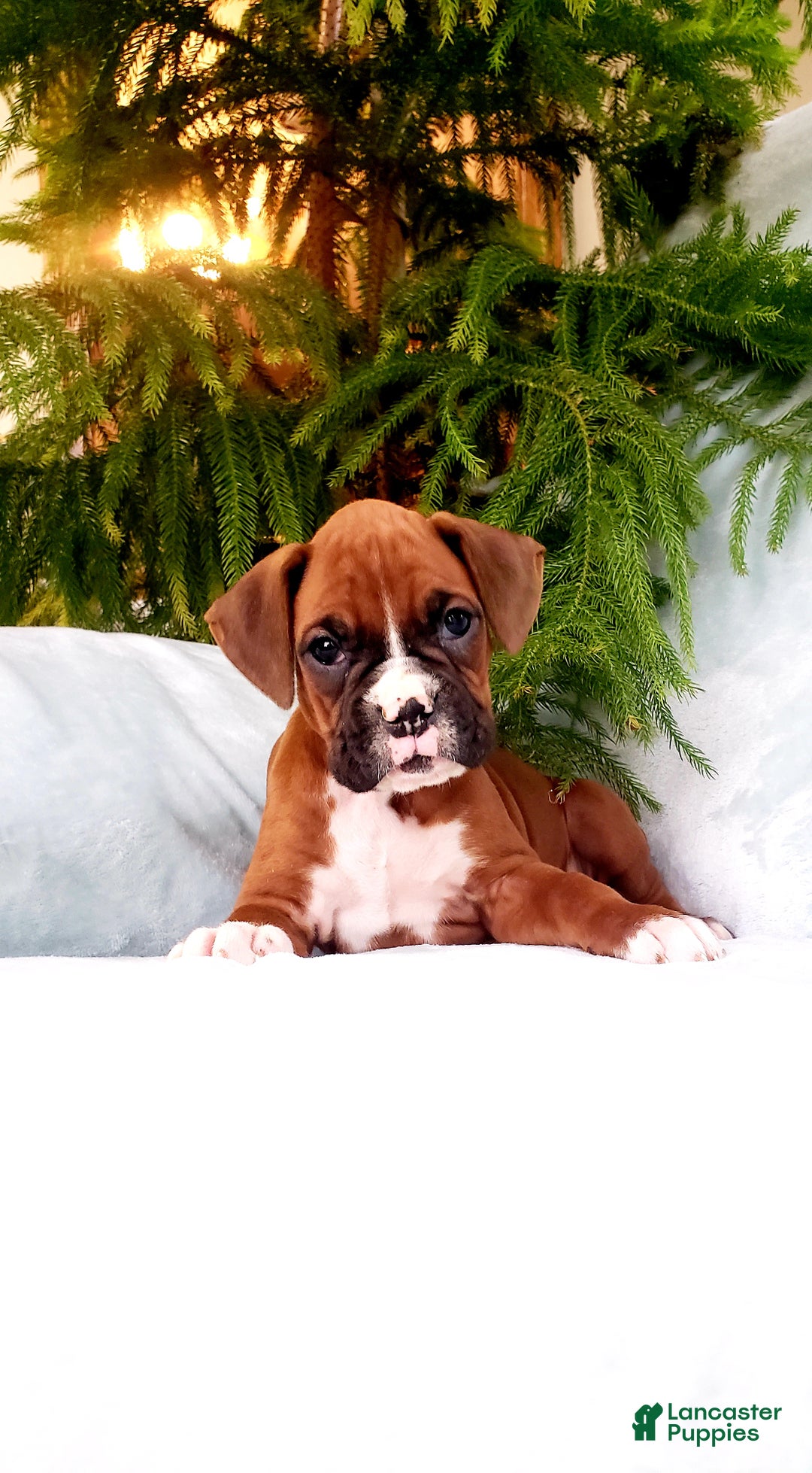 Boxer dogs for sale: Courtney - Ad 1