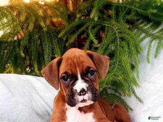 Boxer dogs Courtney - Ad 7