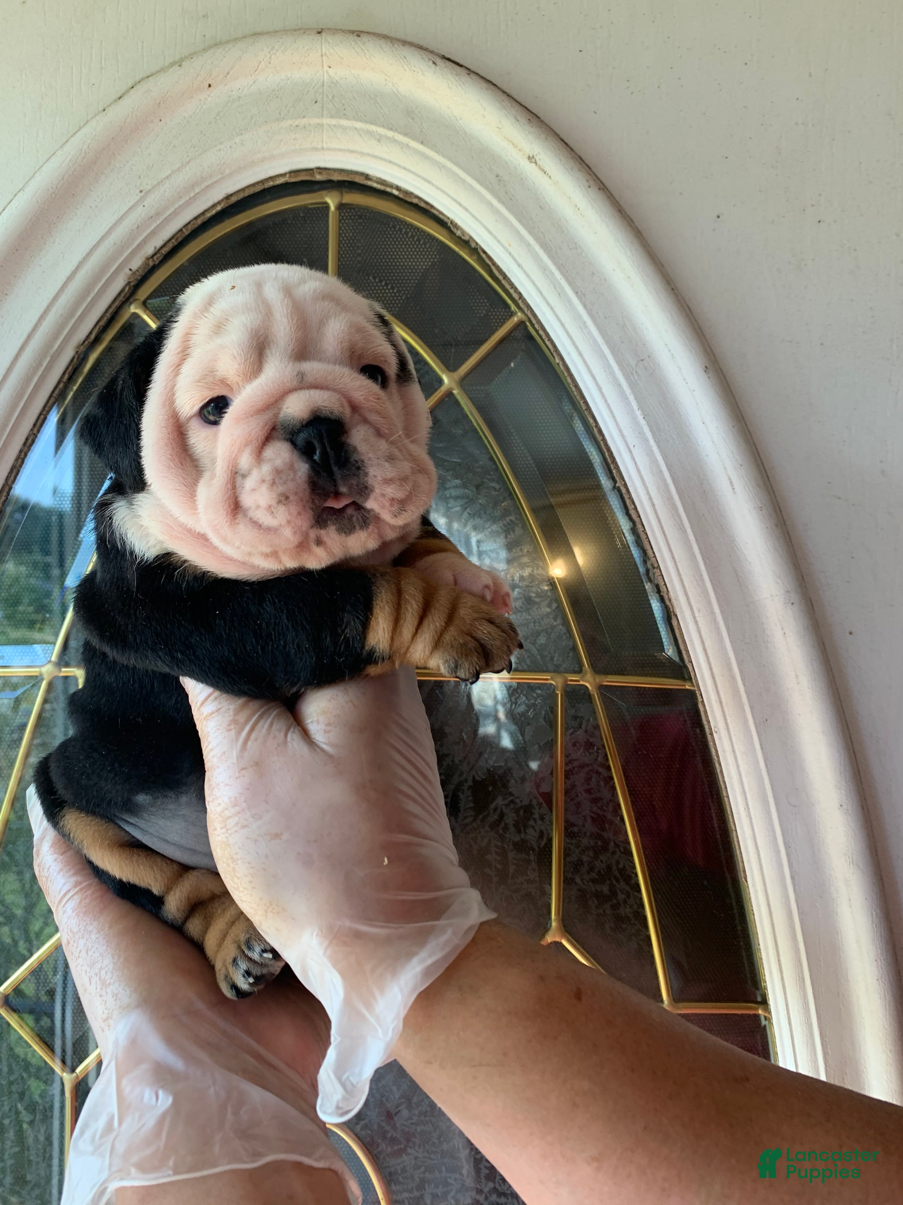English Bulldog dogs English Bulldog 1 - Ad 25