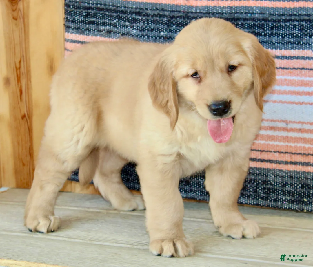 Golden Retriever dogs for sale: Goldie - Ad 1