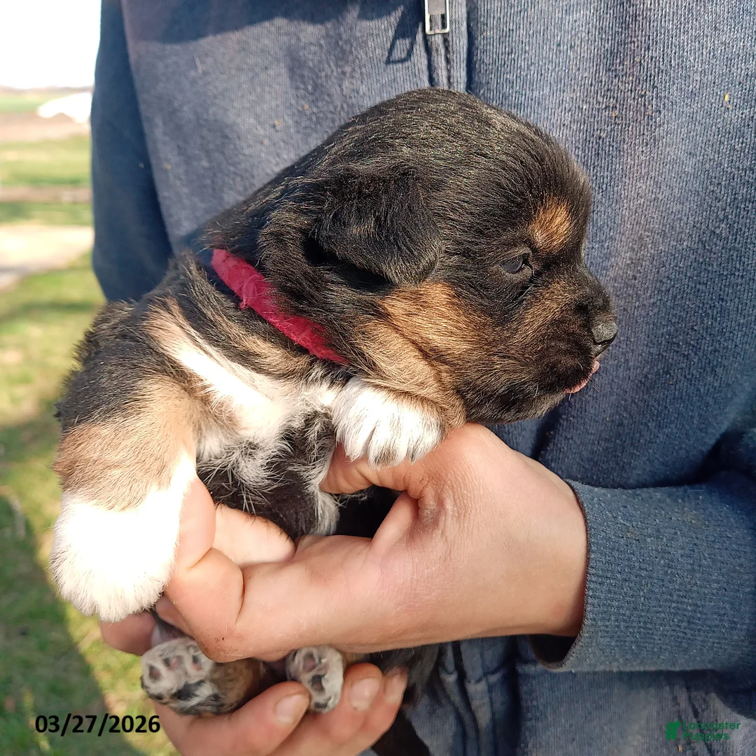 Mixed Breed dogs for sale: Aden - Ad 1