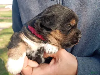 Mixed Breed dogs Aden - Ad 39