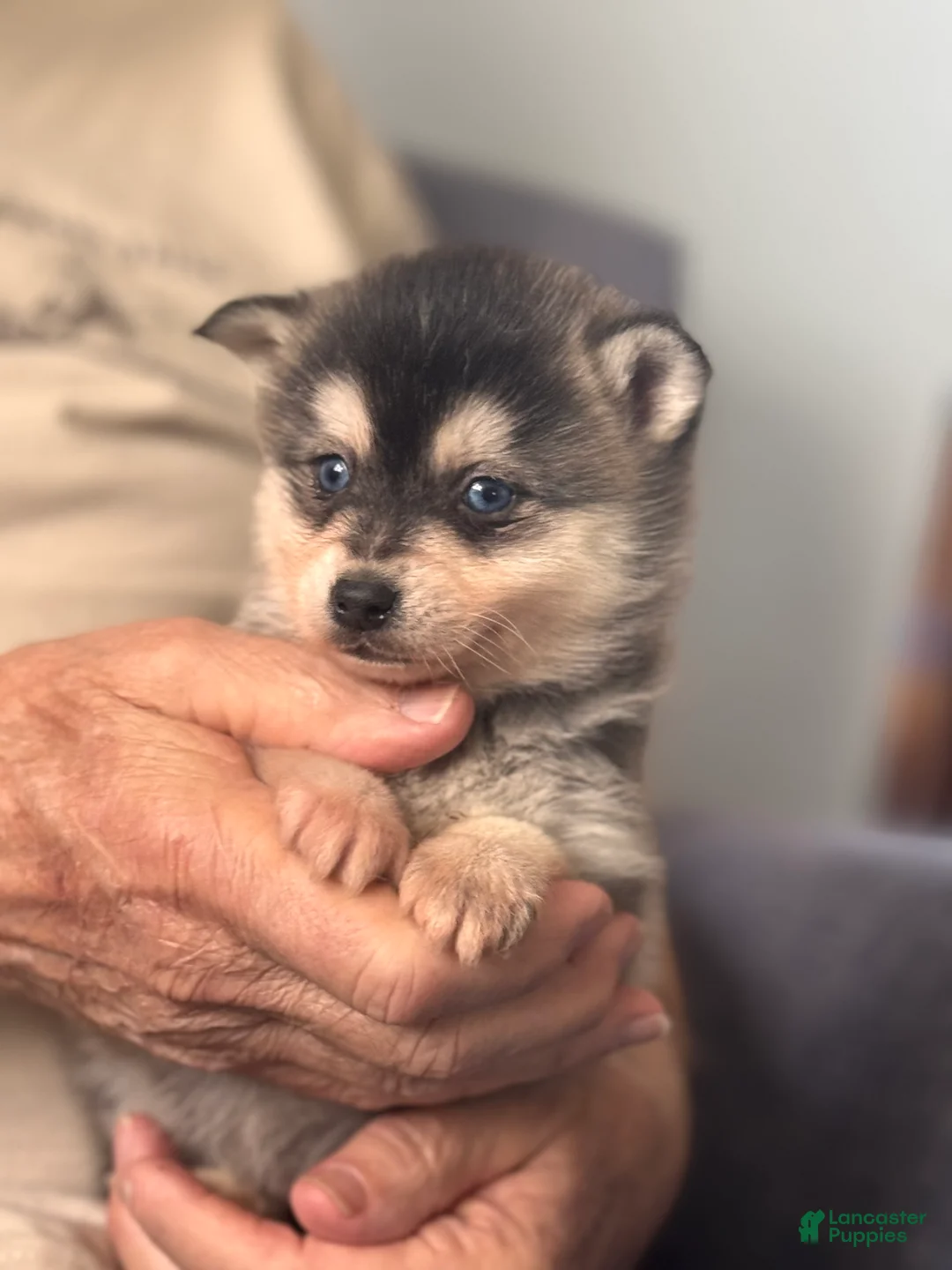 Alaskan Klee Kai dogs for sale: Adam - Ad 2