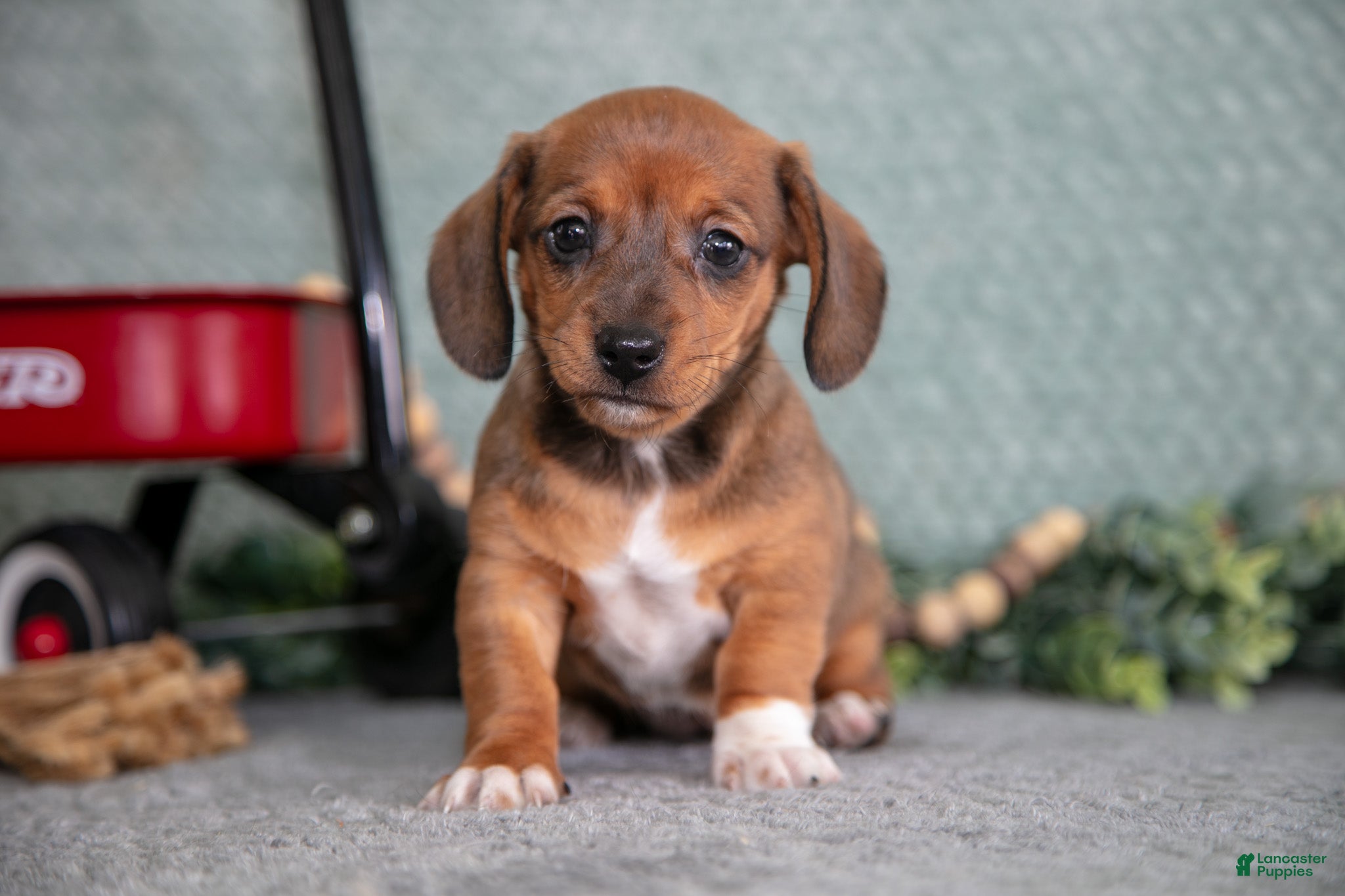 Miniature Dachshund dogs Becky - Ad 2