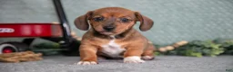 Miniature Dachshund dogs for sale: Becky - Ad 2