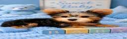 Yorkshire Terrier dogs for sale: Yorkshire Terrier Puppy 1 - Ad 2