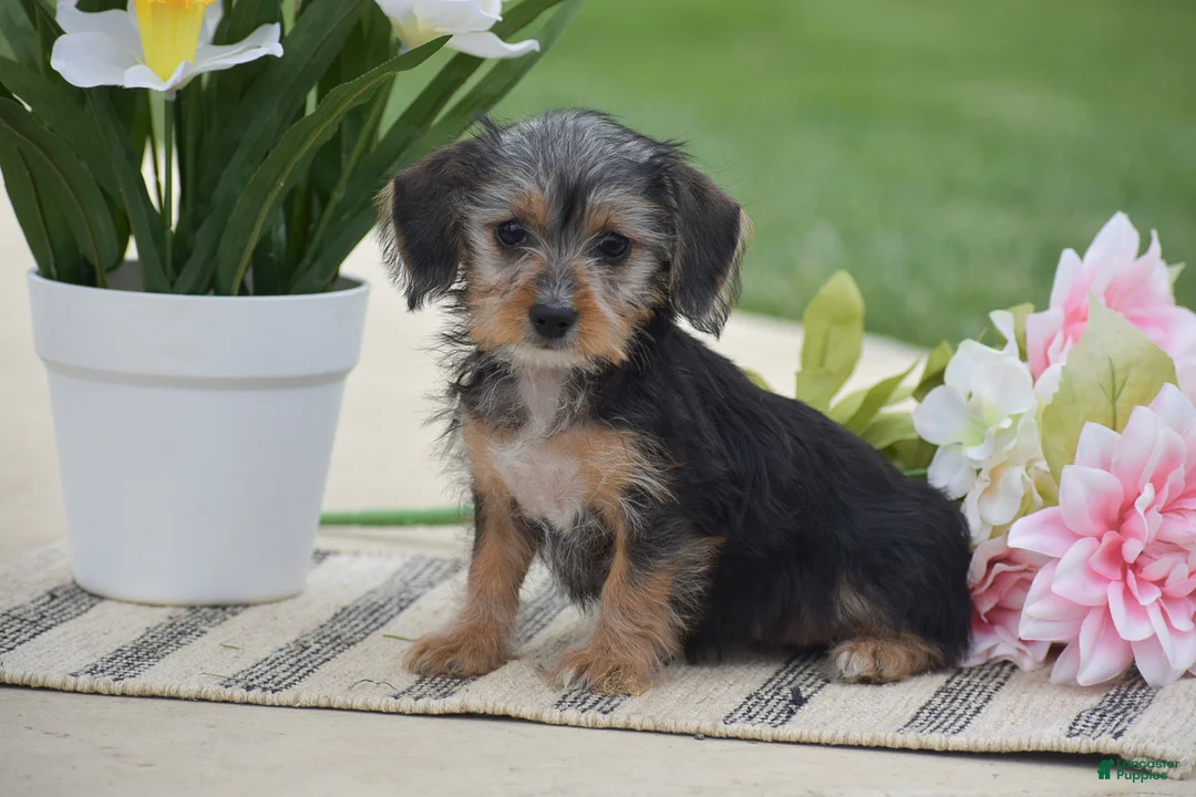 Dorkie dogs for sale: Layla - Ad 1