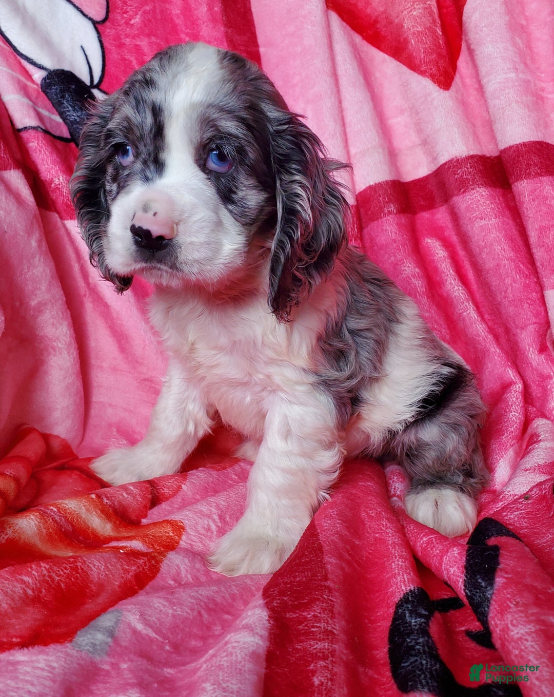 Cocker Spaniel dogs for sale: Harper - Ad 4