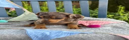 Miniature Dachshund dogs for sale: Theodora - Ad 5