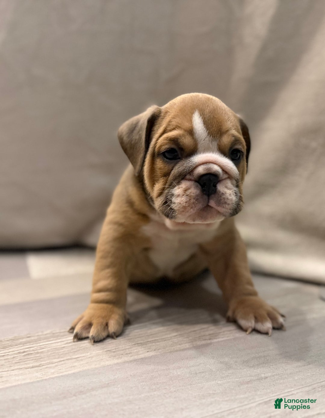 English Bulldog dogs for sale: Turbo - Ad 5