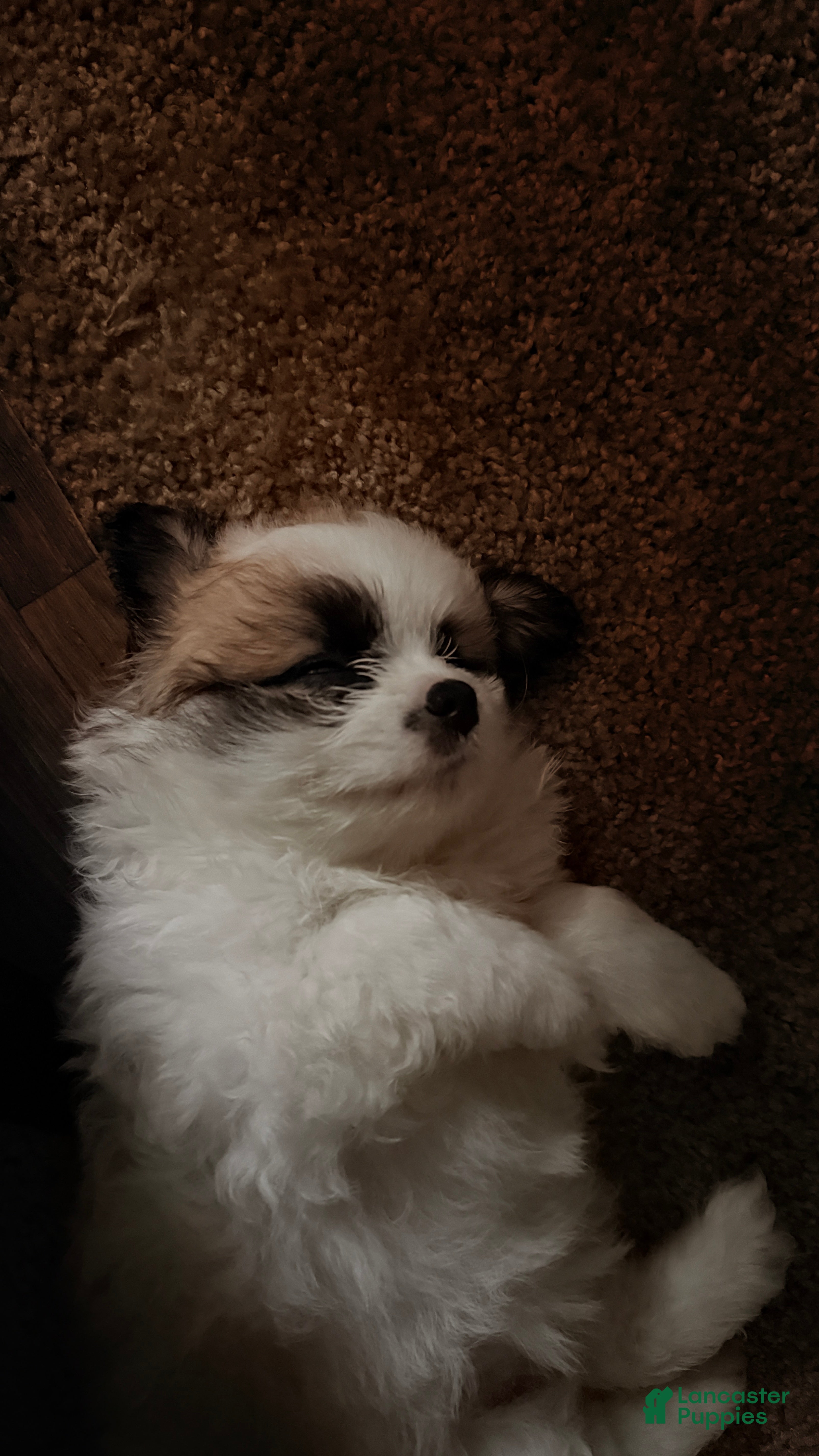 Mixed Breed dogs Diamond - Ad 10