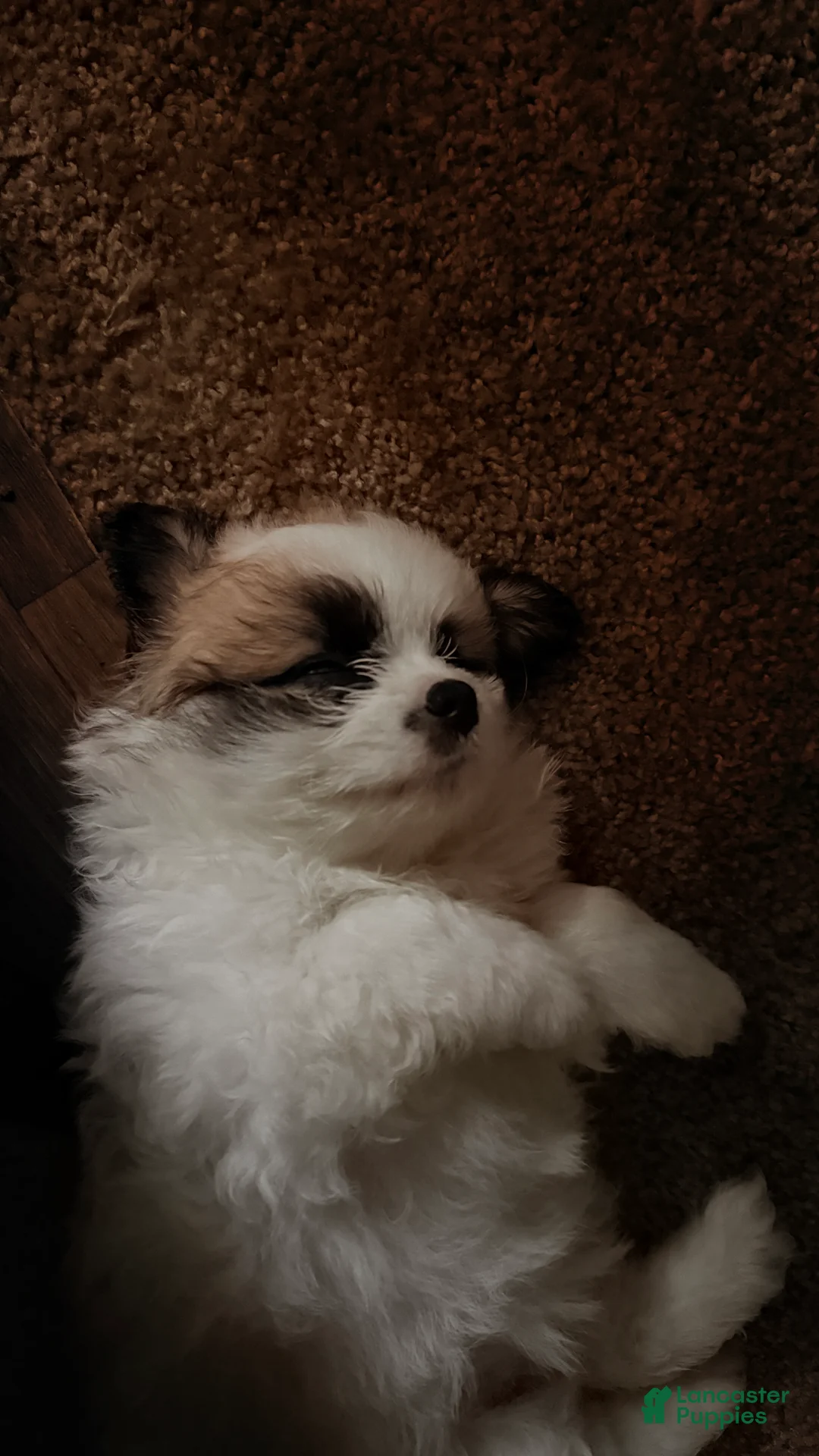 Mixed Breed dogs for sale: Diamond - Ad 1