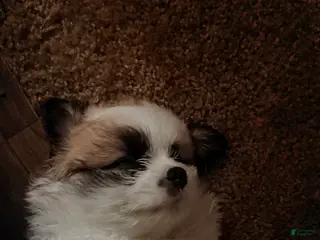 Mixed Breed dogs Diamond - Ad 10