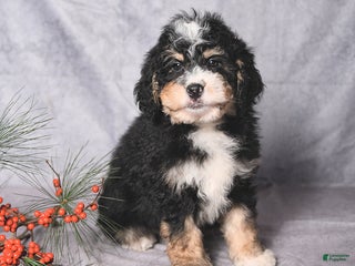 Bernedoodle dogs Chief - Ad 12