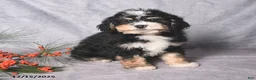 Bernedoodle dogs for sale: Chief - Ad 1