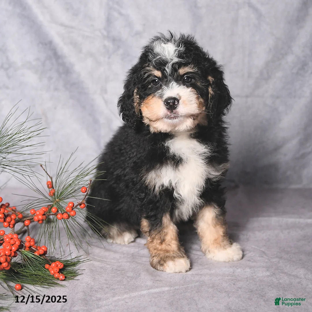 Bernedoodle dogs for sale: Chief - Ad 1