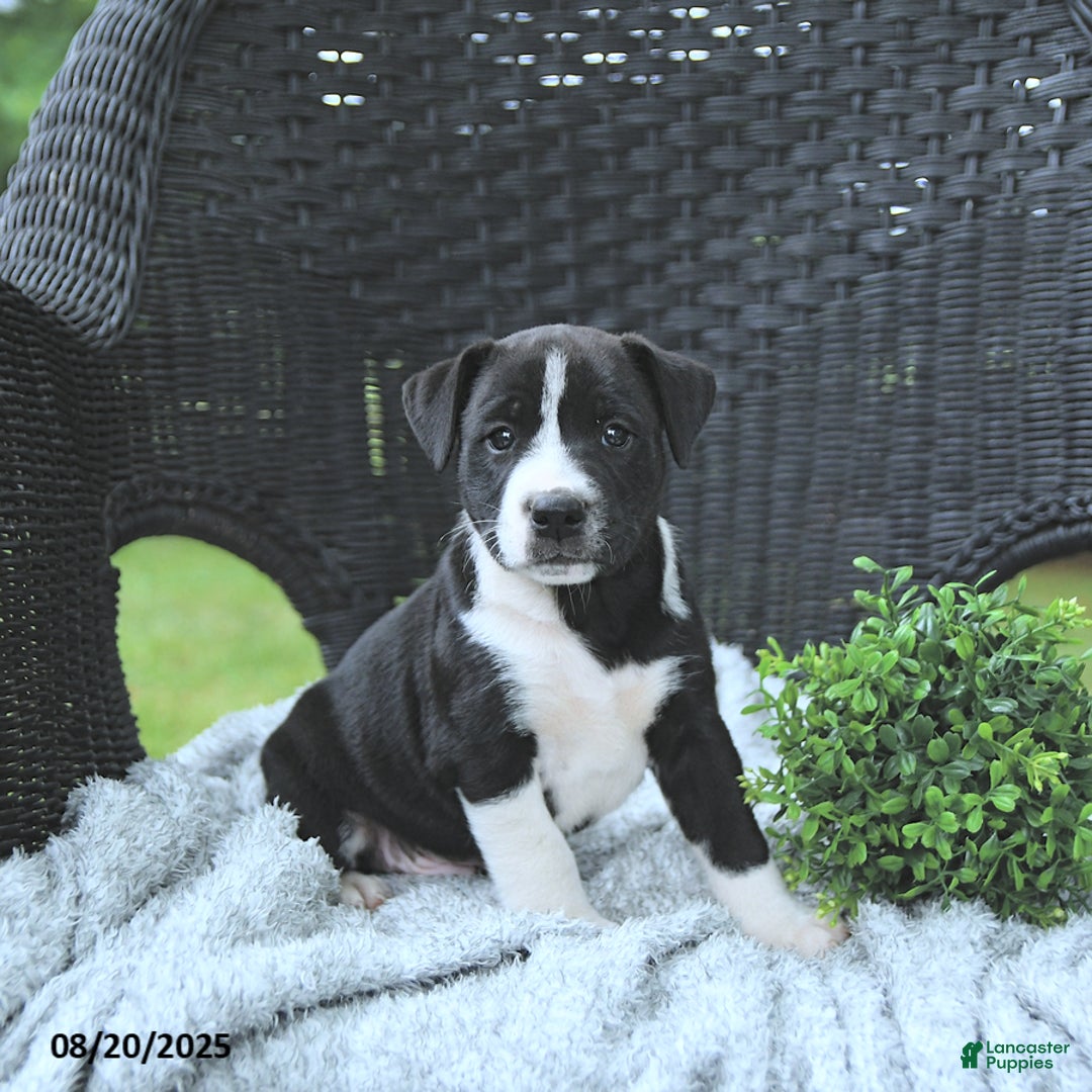 Mixed Breed dogs for sale: Konnor - Ad 6