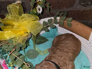 Goldendoodle dogs Goldendoodle Puppy 7 - Ad 40