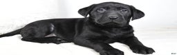 Labrador Retriever dogs for sale: Piper - Ad 5