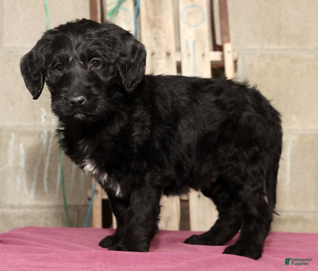 Labradoodle dogs for sale: Rover - Ad 5