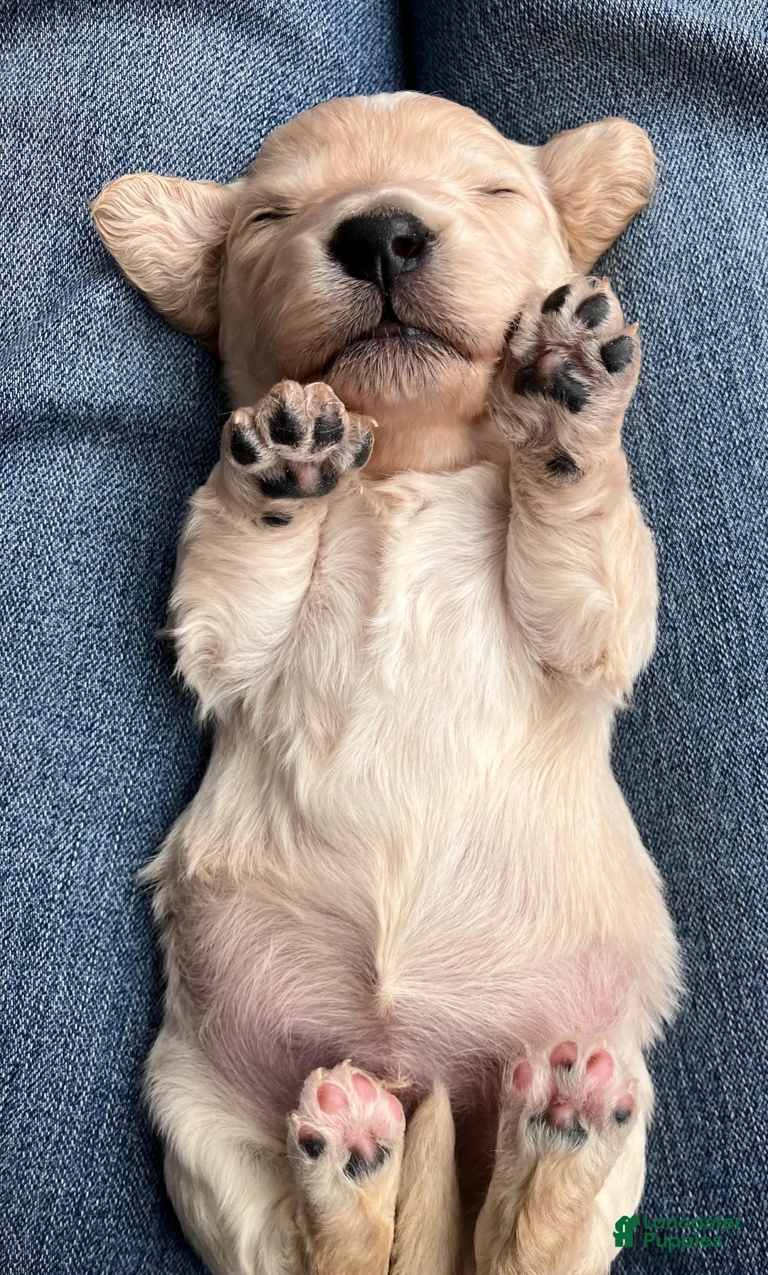 Miniature Dachshund dogs for sale: BABY KIWI OF SAINT CLOVERVILLE - Ad 5