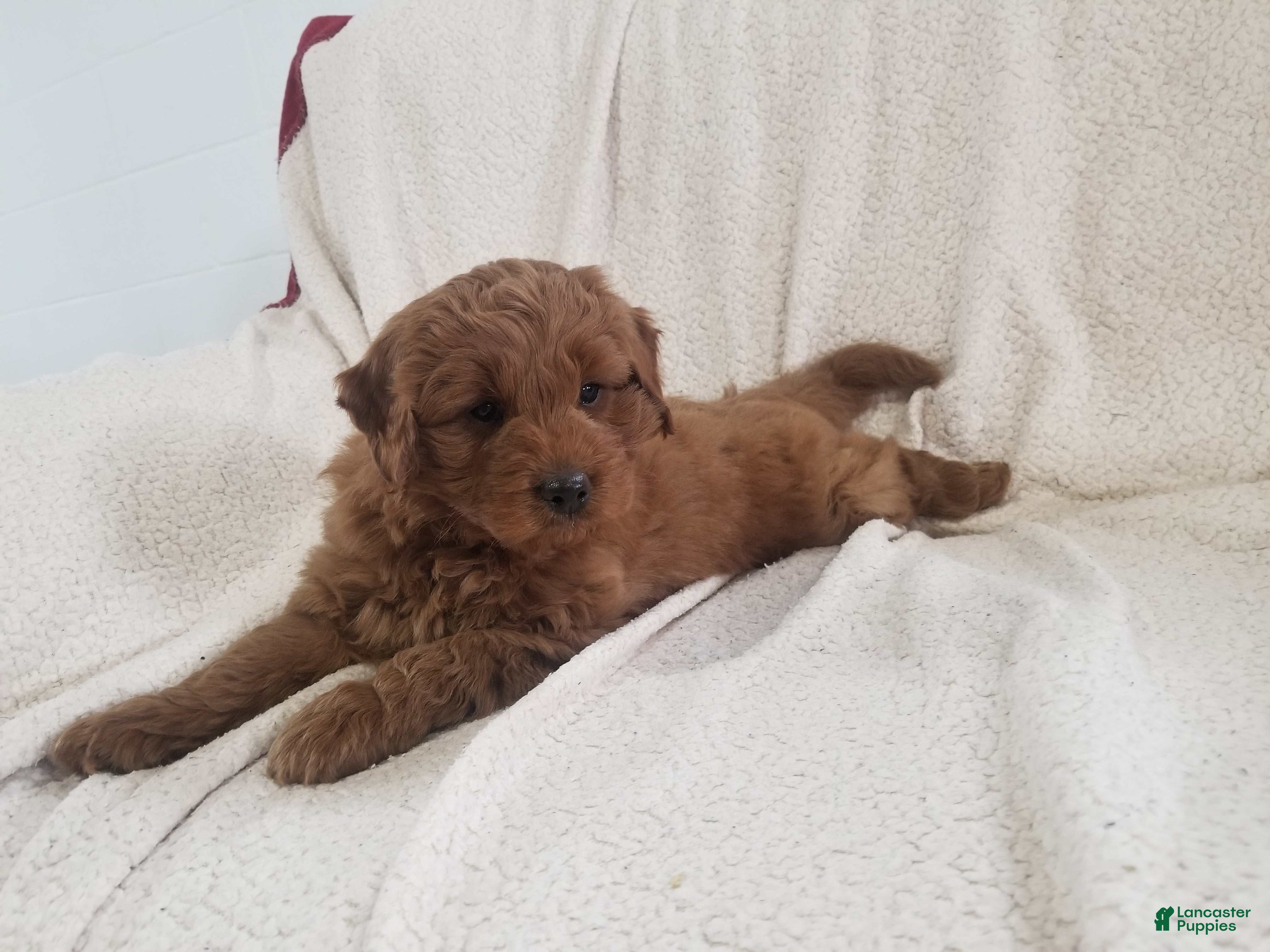 Mini Goldendoodle dogs Mini Goldendoodle Puppy 1 - Ad 27