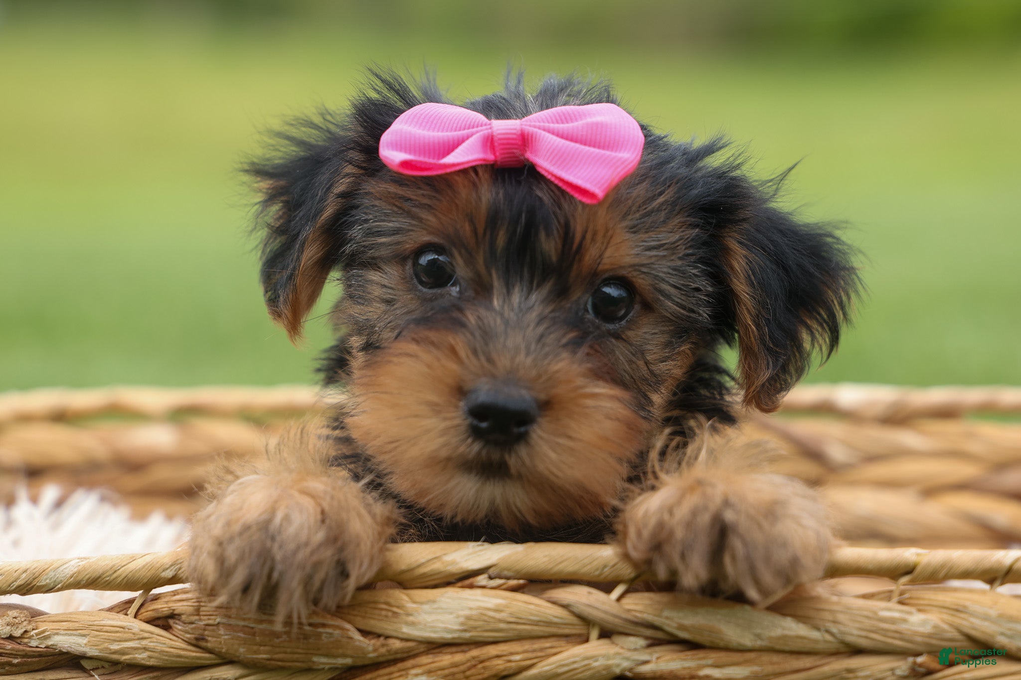 Yorkshire Terrier dogs  Betsy 🐶 - Ad 2