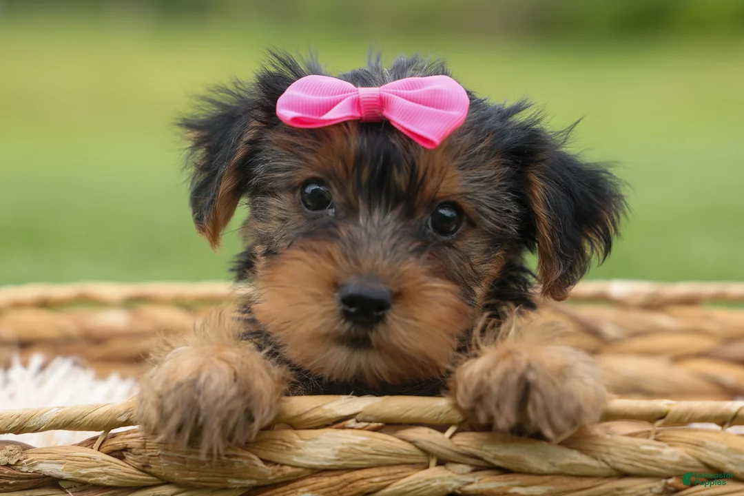 Yorkshire Terrier dogs for sale:  Betsy 🐶 - Ad 2