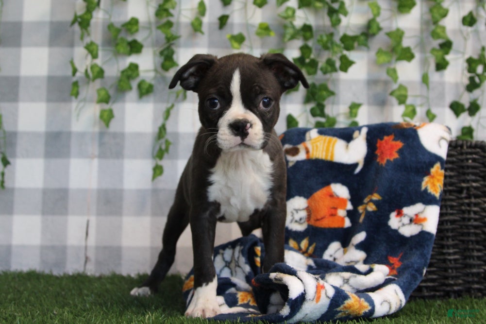 Boston Terrier dogs for sale: Angel - Ad 2