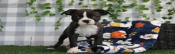 Boston Terrier dogs for sale: Angel - Ad 2