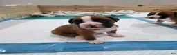 Boxer dogs for sale: ZOEY - Ad 4