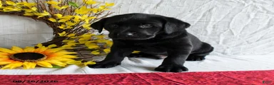 Kody