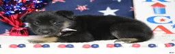 Mixed Breed dogs for sale: Pine  - Ad 6