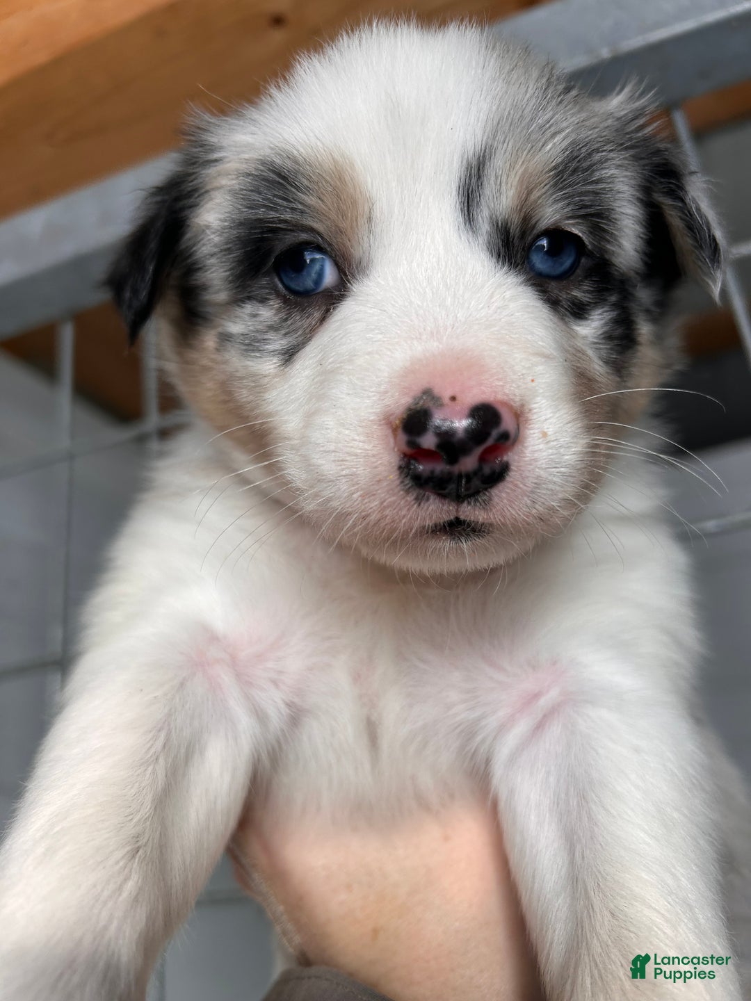 Australian Shepherd dogs for sale: Ringo - Ad 5